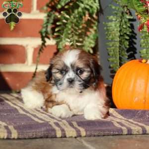 Pearl, Shih Tzu Puppy